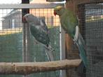 kweekrijp koppel halsbanden rec bont, Dieren en Toebehoren, Vogels | Parkieten en Papegaaien, Geringd
