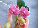 Orchidée Phalaenopsis hybride, Maison & Meubles, Plantes d'intérieur, Enlèvement ou Envoi