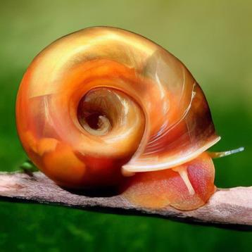 Baby oranje posthoonslakken. Ramshorn snails. beschikbaar voor biedingen