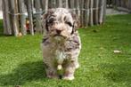 Prachtige mini doodle pup (mini labradoodle, maltipoo), België, CDV (hondenziekte), 8 tot 15 weken, Meerdere