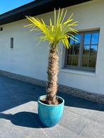 Grote palm met pot, Tuin en Terras, Planten | Bomen, In pot, Ophalen, Palmboom