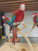 Tamme baby Groenvleugel Ara's met DNA en getest op ziektes, Dieren en Toebehoren, Vogels | Parkieten en Papegaaien, Meerdere dieren