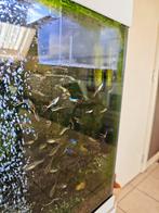 Aquarium à vendre, Animaux & Accessoires, Poissons | Poissons d'aquarium, Poisson, Poisson d'eau douce