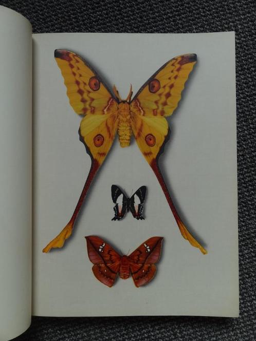 Joli vieux livre sur les papillons, avec de grandes planches, Livres, Animaux & Animaux domestiques, Utilisé, Autres espèces, Envoi