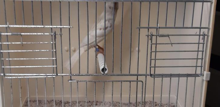 HUISMUSSEN IN PHEAO bruin en Split, Dieren en Toebehoren, Vogels | Overige Vogels, Wildzangvogel, Meerdere dieren, Tam, Geringd