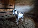 Vlaamse geiten bok, Dieren en Toebehoren, Schapen, Geiten en Varkens, Mannelijk, Geit, 0 tot 2 jaar