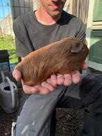 Cavia mannetje, Dieren en Toebehoren, Knaagdieren, Cavia