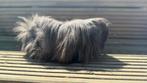 Cavia, zwarte Peruaanse cavia, Dieren en Toebehoren, Ophalen