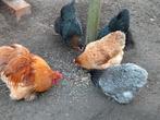 Cochin kriel toom, Plusieurs animaux, Poule ou poulet