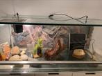 Terrarium baardagaam, Ophalen, Gebruikt