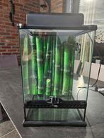 Mini Terrarium 30 x 30 x 45 cm, Dieren en Toebehoren, Ophalen, Gebruikt, Terrarium of Paludarium