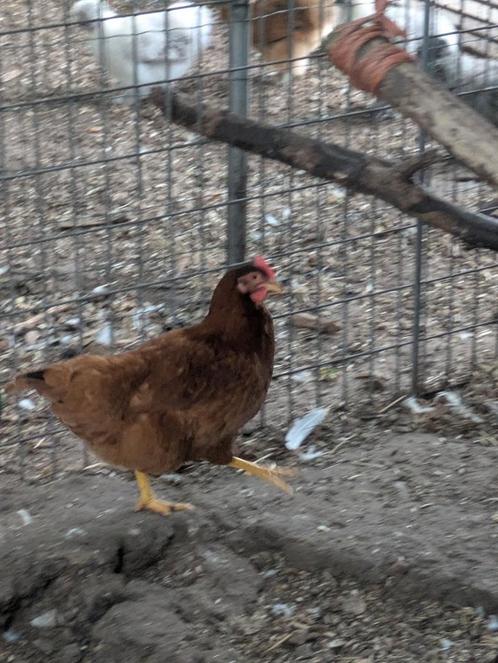 Bruine legkippen, Dieren en Toebehoren, Pluimvee