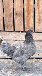 2 legkippen   º 06/04/25, Dieren en Toebehoren, Ophalen