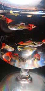 Guppies/endler Guppies te koop, Dieren en Toebehoren, Ophalen, Zo goed als nieuw