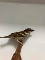 3-0 huismus ( in nl, Mâle, Oiseau chanteur sauvage