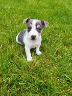 Prachtig blauw tricolor Jack Russell pupje, Parvovirose, Jack Russel Terrier, Plusieurs, Belgique