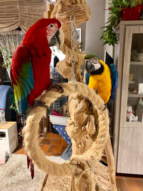 Te koop mits goede thuis, Dieren en Toebehoren, Vogels | Parkieten en Papegaaien, Papegaai, Vrouwelijk, Pratend, Tam, Geringd