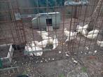 Kippen poules de  bresse, Dieren en Toebehoren, Pluimvee
