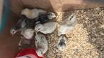 Jonge kipjes verschillende kleurslagen, Dieren en Toebehoren, Geslacht onbekend, Kip