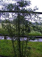 Bamboe Phyllostachys bissetii, Tuin en Terras, Planten | Struiken en Hagen, Haag, Bamboe, Ophalen, 250 cm of meer