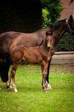 Dressuur gefokt hengstveulen, Powerdale x Bojengel (Elite), Dieren en Toebehoren, Paarden, Niet van toepassing, Dressuurpaard
