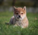 Shiba Inu, Dieren en Toebehoren, Honden | Poolhonden, Keeshonden en Oertypen, België, Overige rassen, CDV (hondenziekte), 8 tot 15 weken