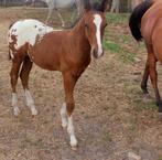 Zeer chique blanket appaloosa hengstenveulen, Dieren en Toebehoren, Paarden