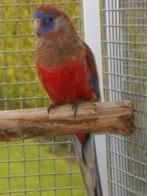 red vent bleu bonnet ruilen, Meerdere dieren, Parkiet, Geringd