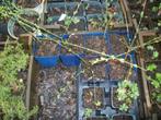 Winterjasmijn of Jasminum nudifolium met gele bloei, Tuin en Terras, Planten | Tuinplanten, Ophalen, Vaste plant, Halfschaduw