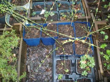 Winterjasmijn of Jasminum nudifolium met gele bloei beschikbaar voor biedingen