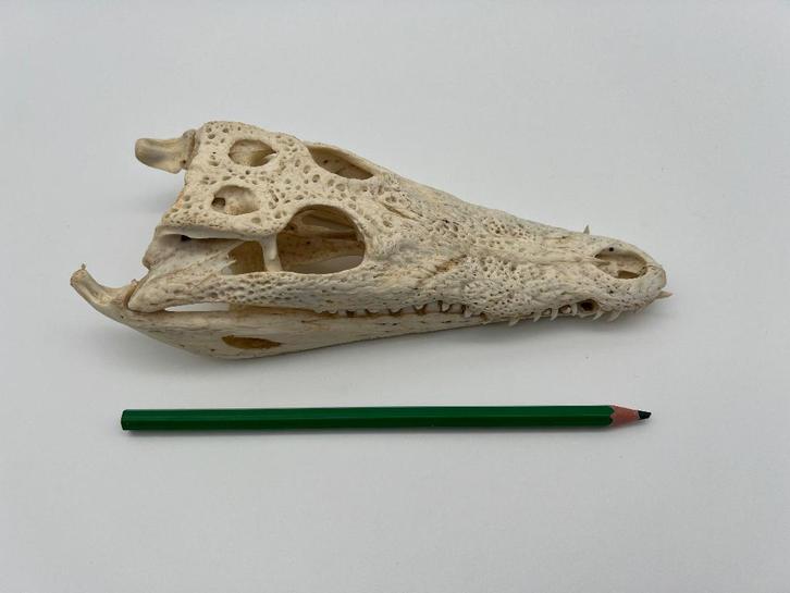 Crâne décoratif en forme de crocodile - curiosités, Collections, Collections Animaux, Neuf, Crâne, Reptile ou Amphibien, Enlèvement ou Envoi