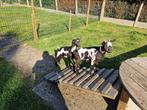 Bokjes, Dieren en Toebehoren, Schapen, Geiten en Varkens, Mannelijk, Geit, 0 tot 2 jaar