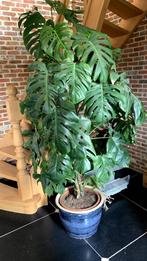 Grote monstera, Huis en Inrichting, Ophalen, 200 cm of meer