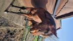 Jong paard ( bijna 2 jaar), Dieren en Toebehoren, Paarden, Gechipt, Ruin, Niet van toepassing, 0 tot 2 jaar