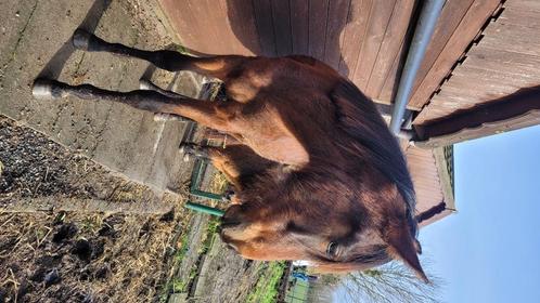 Jong paard ( bijna 2 jaar), Dieren en Toebehoren, Paarden, Ruin, Niet van toepassing, 160 tot 165 cm, 0 tot 2 jaar, Recreatiepaard