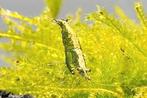 Groene neocaridina garnalen - vissen - garnaal - caridina, Dieren en Toebehoren, Vissen | Aquariumvissen, Kreeft, Krab of Garnaal