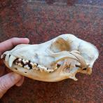 schedel van een hond, Collections, Collections Animaux, Comme neuf, Crâne, Chien ou Chat, Enlèvement ou Envoi