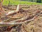 Gratis brandhout, Diversen, Ophalen