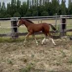 Merrie veulen te koop, Dieren en Toebehoren, Paarden, Merrie, Met stamboom, Springpaard, Niet van toepassing