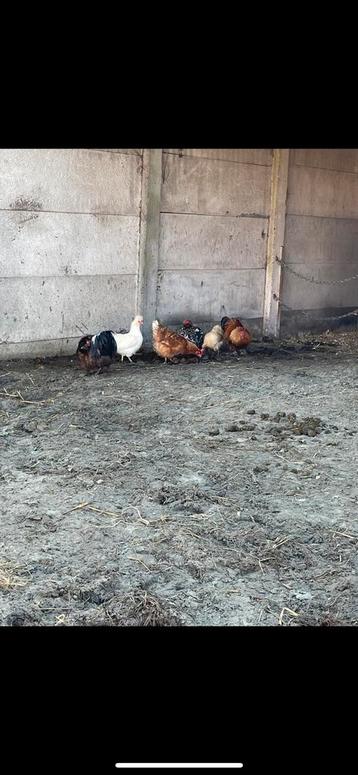 Trio zoekt huisje!