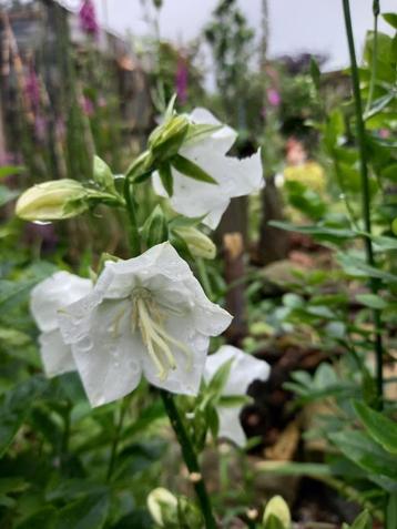 campanula wit beschikbaar voor biedingen