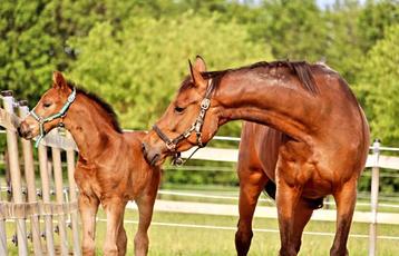 Lieve drachtige 7 jarige spring merrie beschikbaar voor biedingen