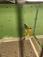 Tarin magellan, Ophalen