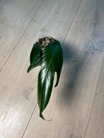 Philodendron Panduriforme, Ophalen of Verzenden