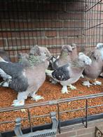 Mooi super ala elifliler koppel 150€