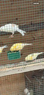 4 kanaries te koop, Dieren en Toebehoren, Geslacht onbekend