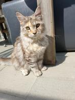 Maine coon van 8,5 maand met stamboom, Dieren en Toebehoren, Poes, Gechipt, 0 tot 2 jaar