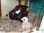 roodstaart x Harris, Dieren en Toebehoren, Vogels | Overige Vogels, Vrouwelijk, Roofvogel, Geringd