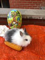 Dwergkonijnen konijntjes konijnen, Plusieurs animaux, Nain, 0 à 2 ans