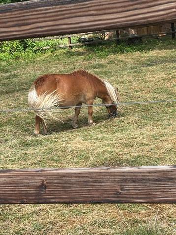 Merrie pony van 16 jaar , superlief ! beschikbaar voor biedingen